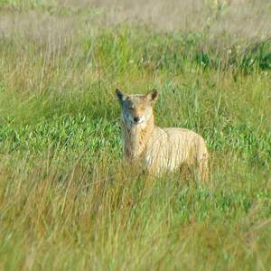 Team Page: Team Samantha 